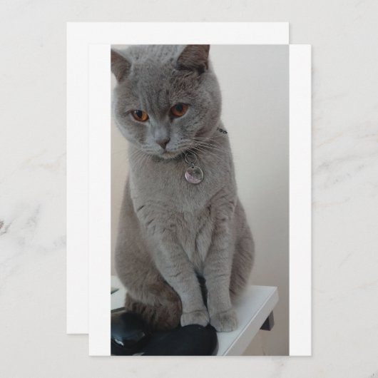 Invitation test de chat (Devant / Derrière)