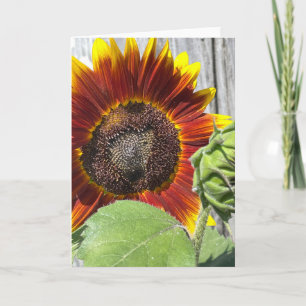 Invitation Tournesol Coucher de soleil 