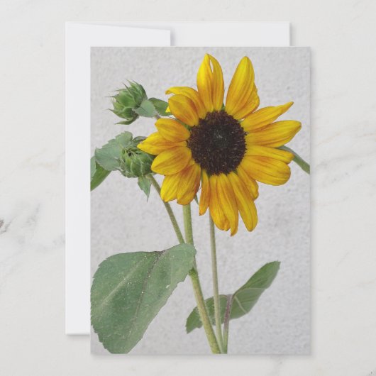 Invitation Tournesol rustique / Jaune & Mariage vert (Dos)