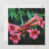 Invitation Trompette rose Honeysuckie Art botanique (Devant)