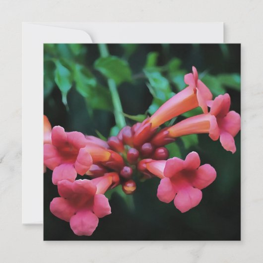 Invitation Trompette rose Honeysuckie Art botanique (Devant)
