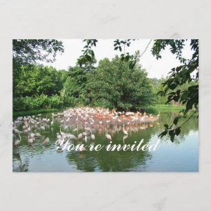 invitation troupe de flamants