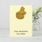 Invitation Trumpeter Pigeon Jaune (Debout devant)
