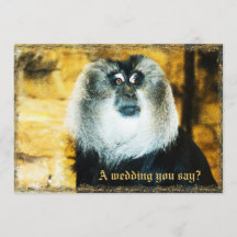 Un singe amusant Zoo de photos de mariage Invitati