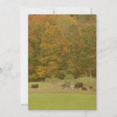 Invitation Vaches de feuillage d'automne dans la nature du pâ (Dos)