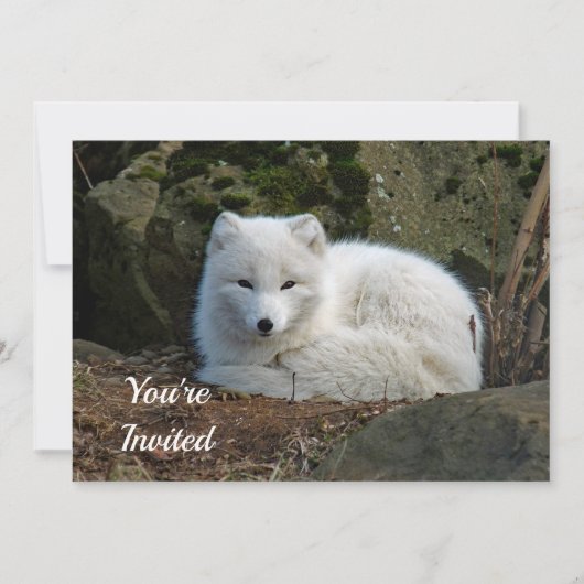 Invitation White Fox Photo Anniversaire (Devant)