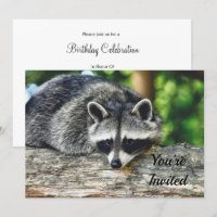 Wildlife Raccoon Log Mammal Photo Anniversaire