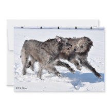 Wolfhounds irlandais courant à neige