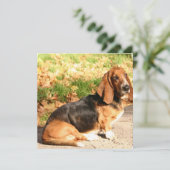 Invitations à l'arrêt Basset Hound (Debout devant)