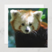 Invitations adorables de Red Panda (Devant / Derrière)