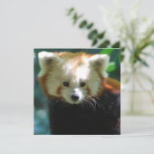 Invitations adorables de Red Panda (Debout devant)