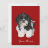 Invitations Chiens Chih Shitzu Tzu Chiot (Devant)