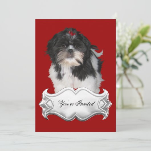 Invitations Chih Shitzu Shih Tzu Chiens Chiots Rou (Debout devant)