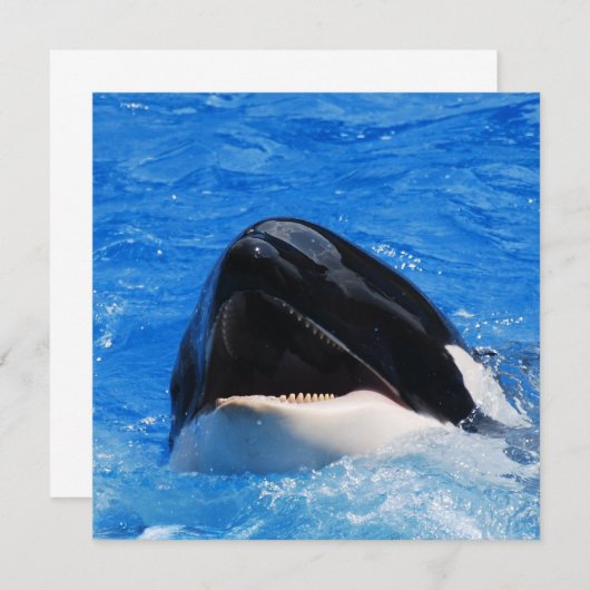 Invitations de baleines (Devant / Derrière)