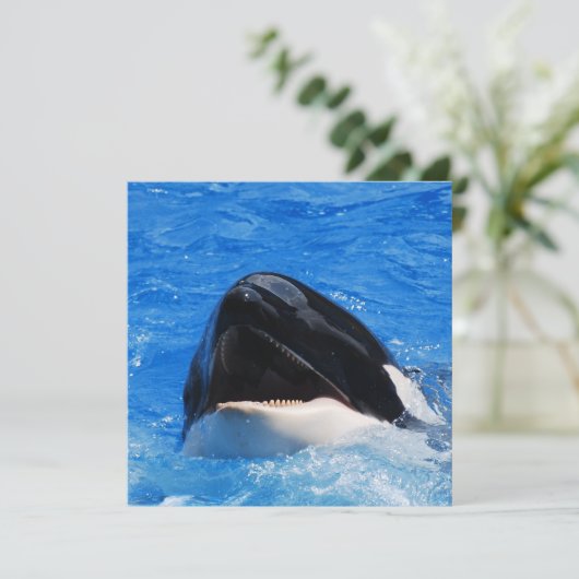 Invitations de baleines (Debout devant)