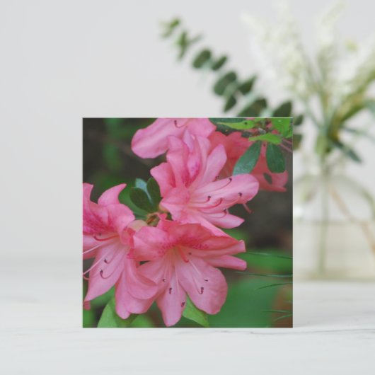 Invitations de Bush d'azalée (Debout devant)