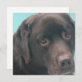 Invitations de chiens de laboratoire au chocolat (Devant / Derrière)