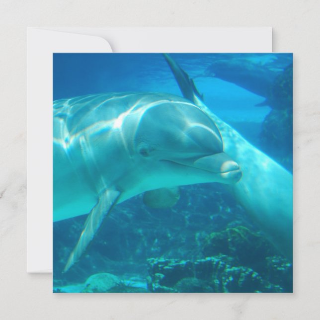 Invitations de dauphins joueurs (Devant)