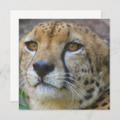 Invitations de guépards sauvages (Devant / Derrière)