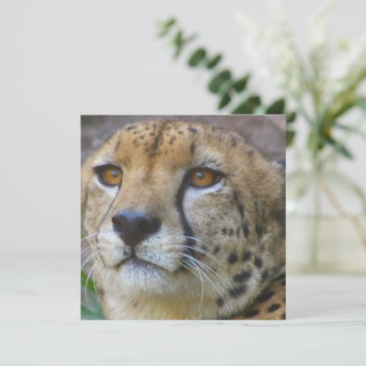 Invitations de guépards sauvages (Debout devant)