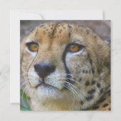 Invitations de guépards sauvages (Devant)