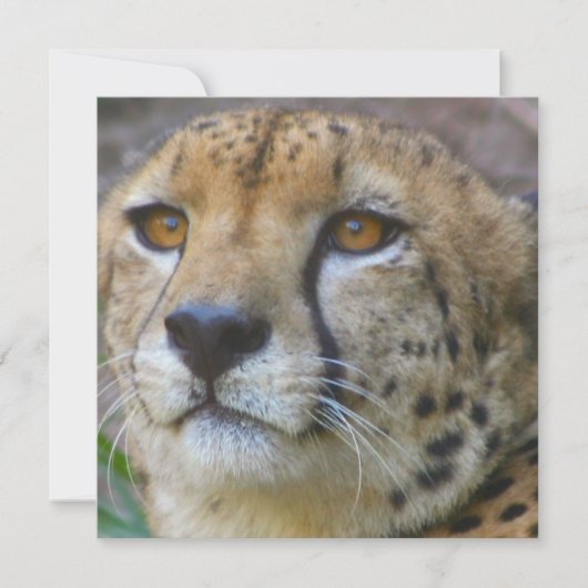 Invitations de guépards sauvages (Devant)