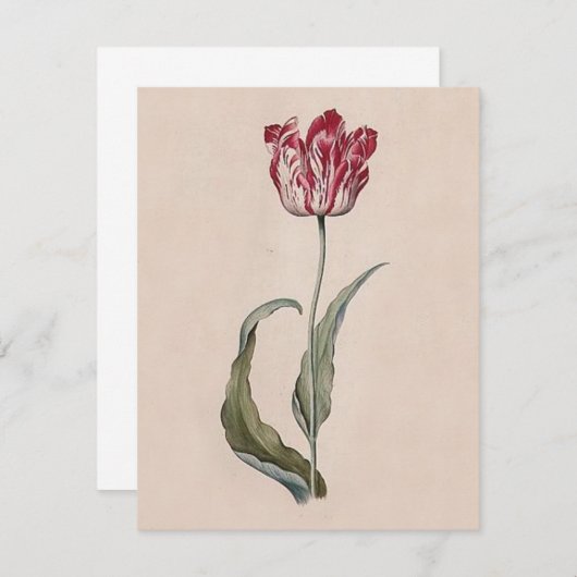 Invitations de Judith Leyster Tulip (Devant / Derrière)