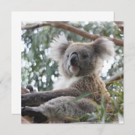 Invitations de koala (Devant / Derrière)