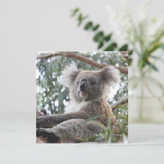 Invitations de koala (Debout devant)