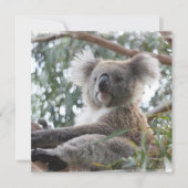 Invitations de koala (Devant)