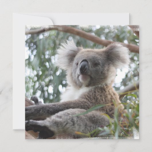 Invitations de koala (Devant)