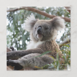 Invitations de koala
