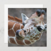 Invitations de la langue de la Girafe (Devant / Derrière)