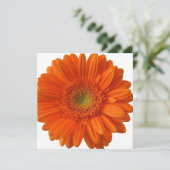 Invitations de la marguerite orange (Debout devant)