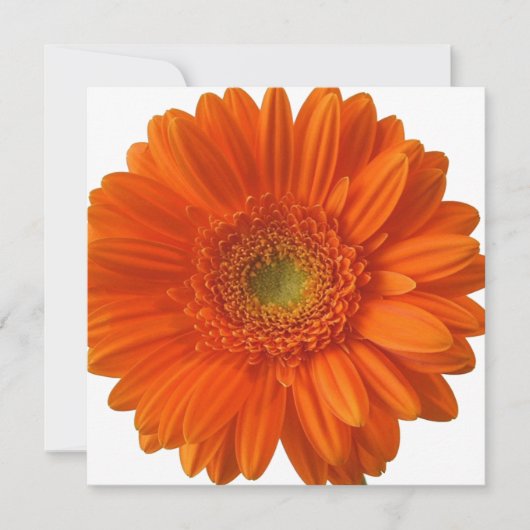 Invitations de la marguerite orange (Devant)