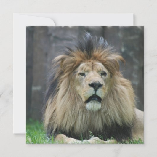 Invitations de lion (Devant)