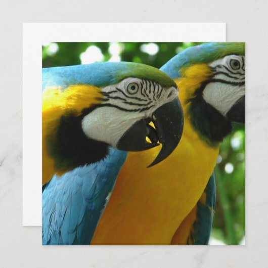 Invitations de macaws bleus et dorés (Devant / Derrière)