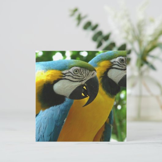 Invitations de macaws bleus et dorés (Debout devant)