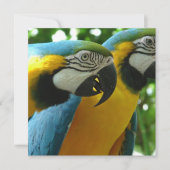Invitations de macaws bleus et dorés (Devant)