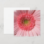 Invitations de marguerite de rose en pastel (Devant / Derrière)