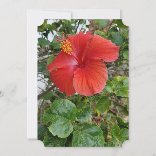 Invitations de mariage à fleurs rouges (Dos)