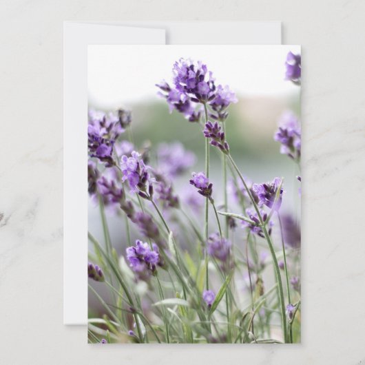 Invitations de mariage sur mesure Lavender Bohemia (Dos)