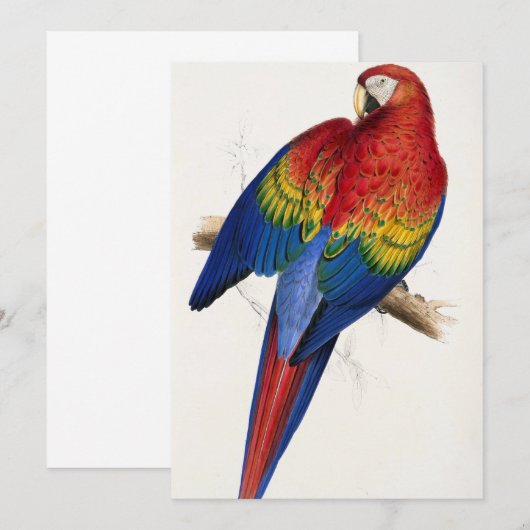 Invitations de perroquets tropicaux (Devant / Derrière)