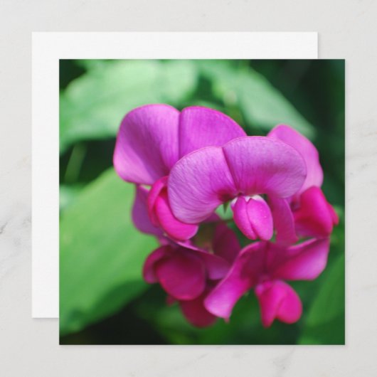 Invitations de pois doux (Devant / Derrière)