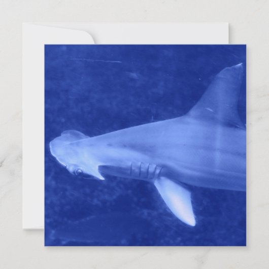 Invitations de requin de poisson-marteau (Devant)