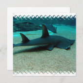 Invitations de requin de sable (Devant / Derrière)
