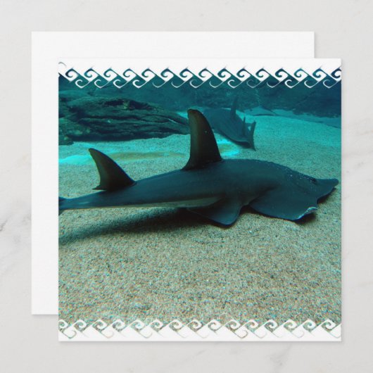 Invitations de requin de sable (Devant / Derrière)