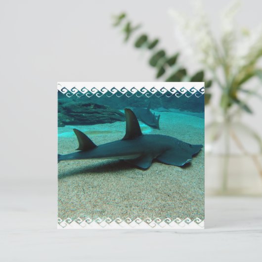 Invitations de requin de sable (Debout devant)