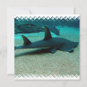 Invitations de requin de sable (Devant)