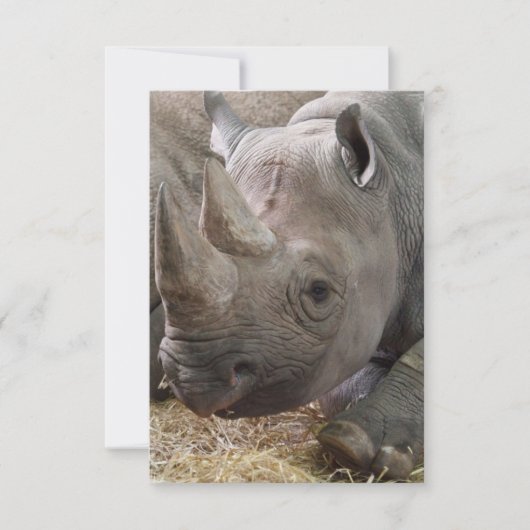 Invitations de rhinocéros (Devant)